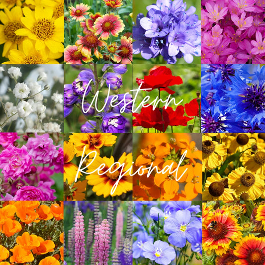 Bulk Wildflower Seed Mix 1/4 lb - Western U.S. Regional Blend - Covers 800 sq ft - Native Wildflowers for Gardens
