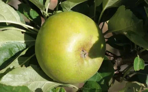 Reinette Clochard Apple Seeds - 25+ Premium Seeds for Garden Planting - Malus domestica - USA