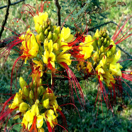 Mexican Desert Yellow Bird of Paradise Seeds, Flowering Shrub Tree (Caesalpinia gilliesii)