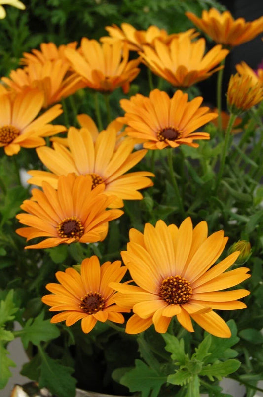 Yellow Cape Daisy Seeds - 200+ Pack for Garden Planting - Dimorphotheca sinuata - USA Grown, Free Shipping