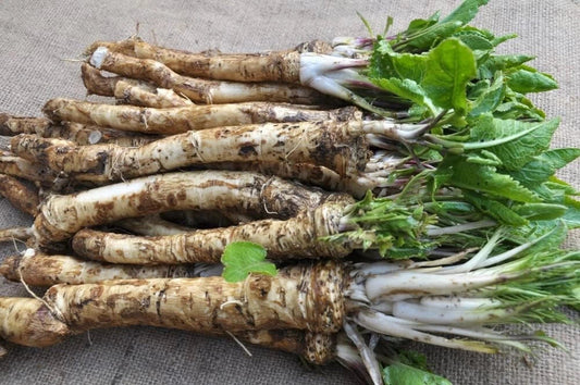 Horseradish Roots for Planting - Big Top Horseradish Crowns - Perennial Herb (Armoracia rusticana)
