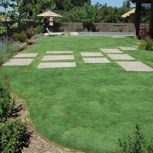 Buffalo Grass Seed 1 oz Native Prairie Low Maintenance Drought Resistant Turf (Buchloe dactyloides)