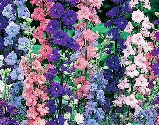 Rocket Larkspur Seeds - 100 Fresh Seeds - Delphinium ajacis - Easy to Grow Annual Flowers - Free Shipping