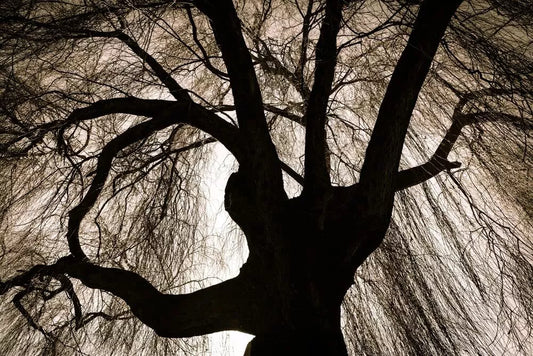 Black Weeping Willow Tree Cuttings - Rare Black Variety for Planting - Salix babylonica 'Black'
