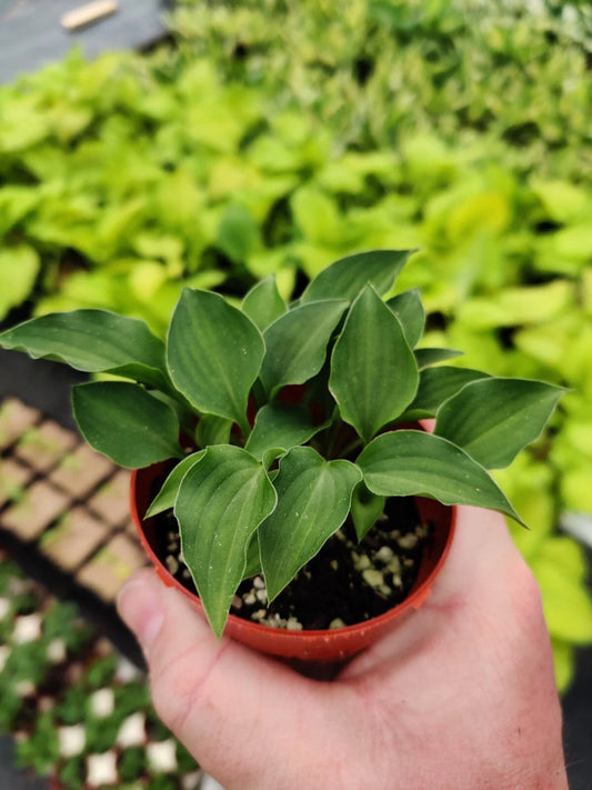 Hosta Rock Princess 2" Pot True Miniature Perennial Shade Plant (Hosta ‘Rock Princess’)