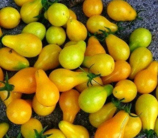 Yellow Plum Tomato Seeds - 100+ Count - Non-GMO Garden Vegetable for Salad - Solanum lycopersicum