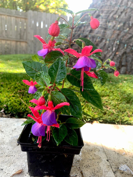 Blue Eyes Fuchsia Live Plant - Well-Rooted in 3” Pot - Fuchsia magellanica