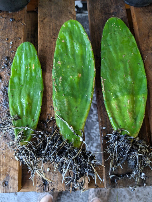 Live Eastern Prickly Pear Cactus Plants - 3 Rooted Pads - Opuntia Humifusa - Succulent Garden Variety