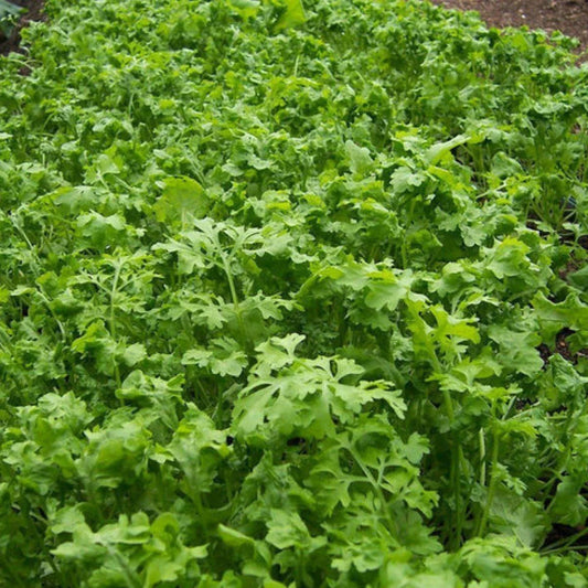 Curled Cress Seeds, NON-GMO, Peppergrass, Variety Sizes Available, Free Shipping