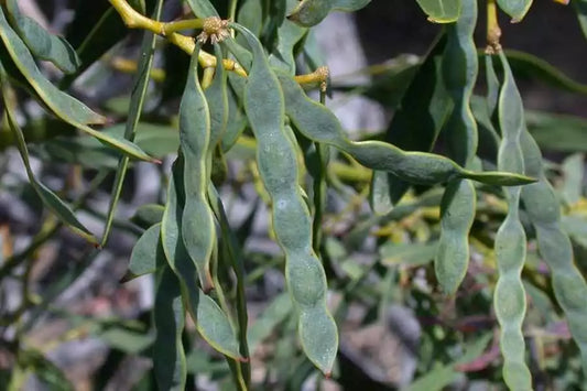 Acacia Saligna Seeds - Golden Wreath Wattle Tree - 25 Seeds - Mimosa Variety - Native Australian Plant