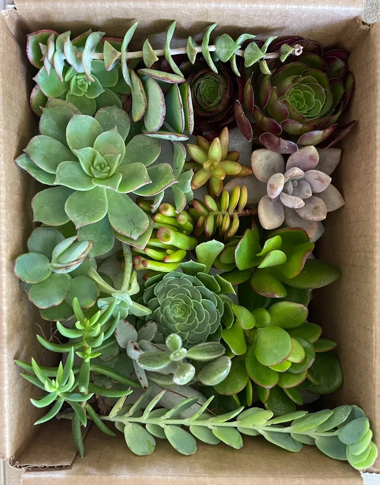 Fresh Organically Grown Succulent Cuttings Set of 15 Varieties - Perfect for Plant Lovers - Ideal for Home Decor, DIY Projects