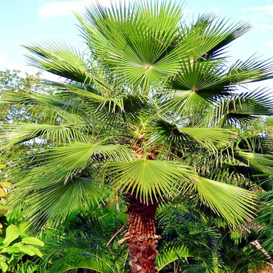 Mexican Fan Palm Tree Seeds - 10 Pack - Washingtonia robusta - Tropical Cold Hardy Plant