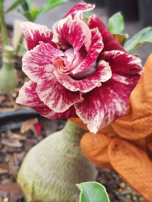 Desert Rose Plant - 2-3 Years Old - Double Petals - Adenium obesum - 1 Gallon Pot