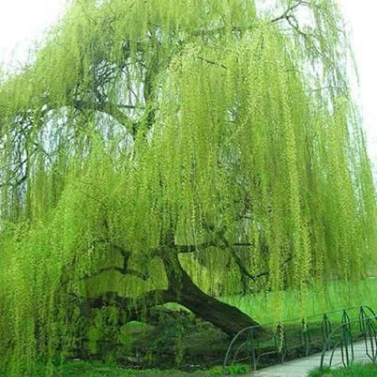Weeping Willow Tree Seeds - 5 Bright Green Giant Landscape Seeds - Salix babylonica
