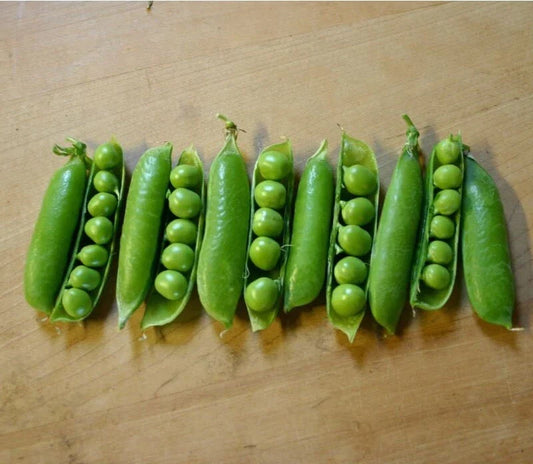 Early Frosty Peas Seeds - 10 Seeds - Cold Hardy Garden Peas - Pisum sativum