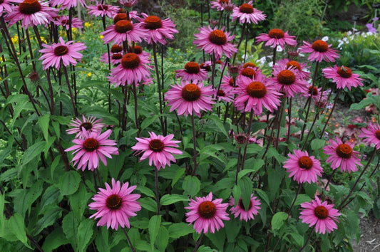 Purple Coneflower Seeds, Echinacea Purpurea, Purple, Attracts Butterflies Hummingbirds Bees, Free Shipping