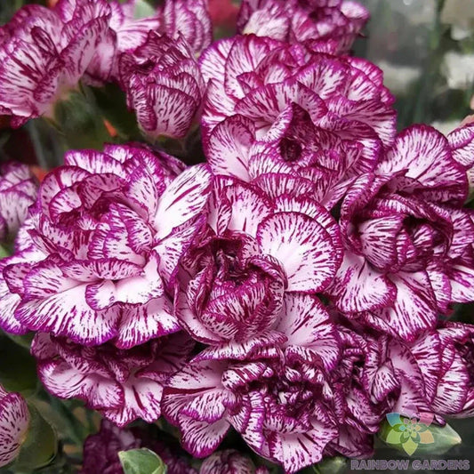Purple Pixie Carnation Seeds - 200+ Count - Garden Planting - Dianthus chinensis - USA - FREE SHIPPING