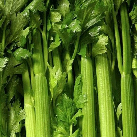 Tendercrisp Celery Seeds 1000+ | Vegetable Garden Variety for Soups, Stews, Snacks | Apium graveolens
