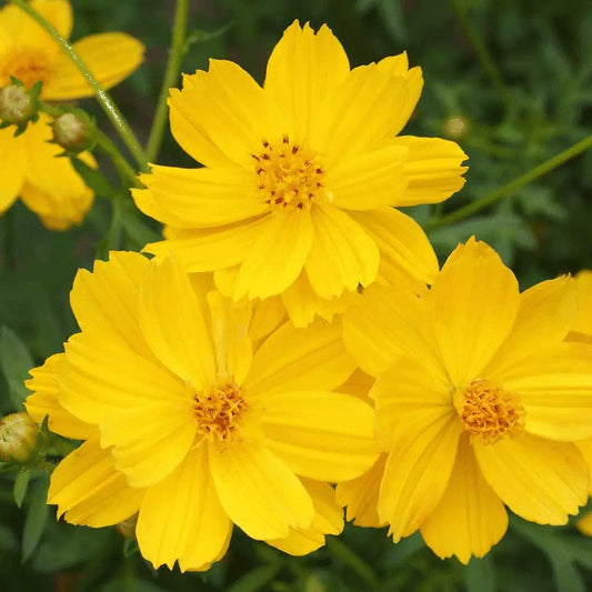 Cosmos Dwarf Lemon Sulphur Seeds 100 Ct - Yellow Flower Annual for Garden (Cosmos bipinnatus) - USA Free Shipping
