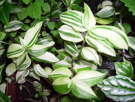 Variegated Wandering Jew Starter Plant | Green & White | Tradescantia zebrina