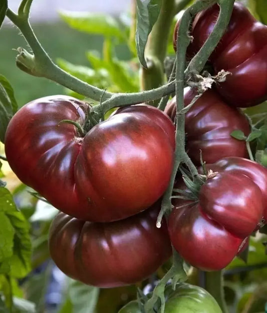 Black Brandywine Tomato Seeds - 30+ Heirloom Organic NON-GMO - Fresh Gardening Seeds for Home Planting