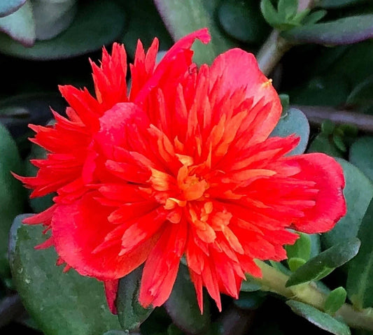 Double Scarlet Portulaca Oleracea - Purslane Plant - Vibrant Red Flowers - US Seller