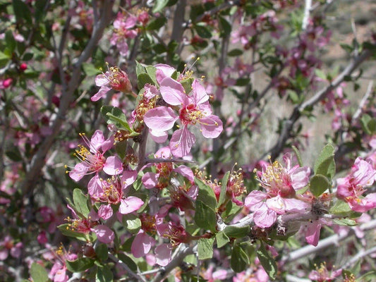 Desert Peach 5 Seeds, Prunus andersonii, Native Drought-Tolerant Fruit Plant, Ideal for Xeriscaping