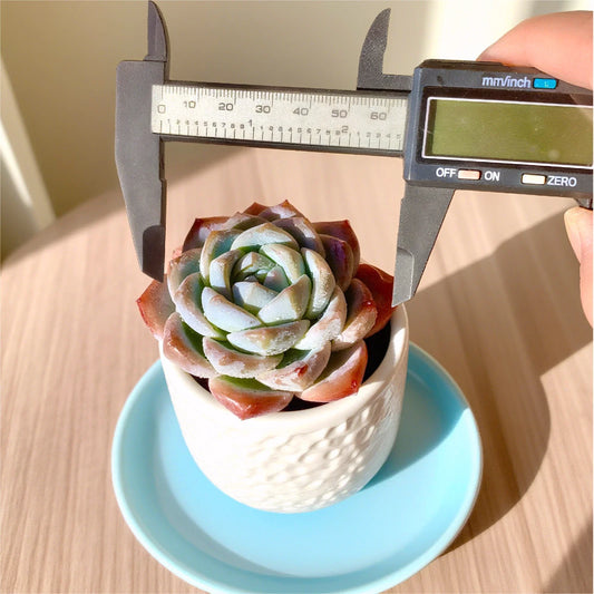 Rare Succulent 2.2" Bare Root Easy Care Indoor Plant, Ideal for Home Decor, Perfect for Plant Lovers