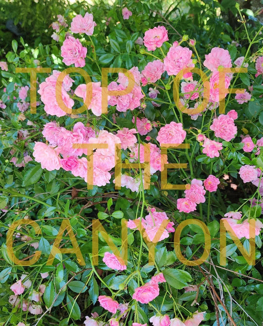 Miniature Pink Rose Bush - 2" Pot Starter Plant - Beautiful Blooms - Rosa spp.