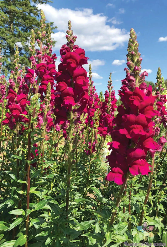 Potomac Royal Snapdragon Seeds - 1000+ Count for Garden Planting - Antirrhinum majus - USA Grown, Free Shipping