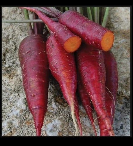 Purple Dragon Carrot Seeds - 100 to 1,000 Rare Heirloom Seeds - Vibrant Purple Color - Daucus carota