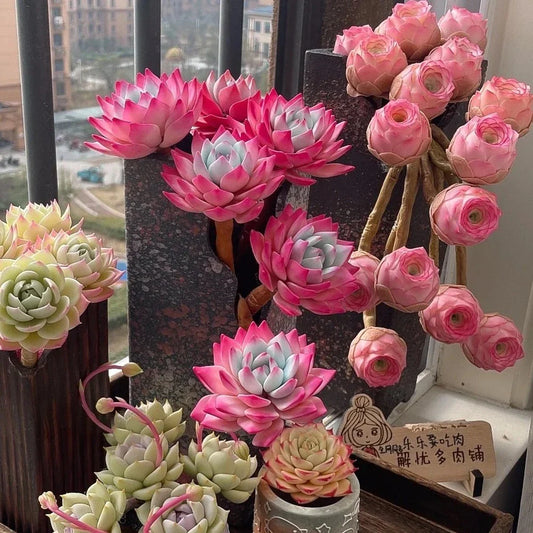 100pcs Mixed Colorful Lithops Seeds | Succulent Garden Plants | Unique Varieties for Indoor & Outdoor Gardening