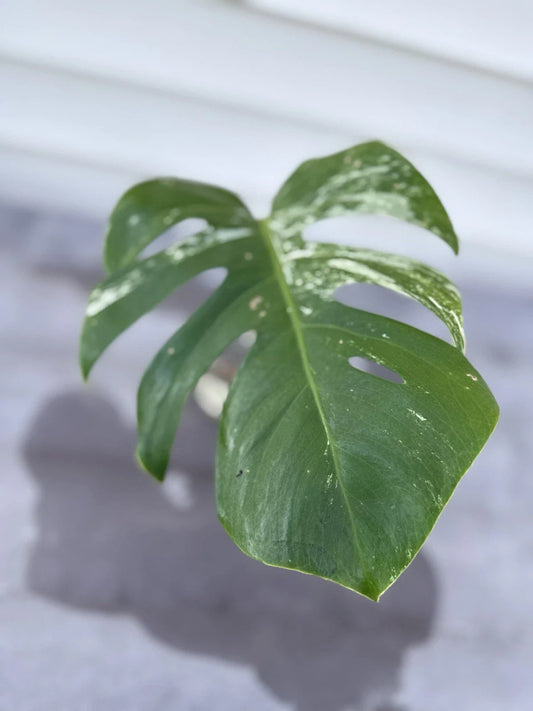 Monstera Albo Borsigiana Cutting - Rare Variegated Houseplant - Ideal for Indoor Garden - Monstera deliciosa var. borsigiana