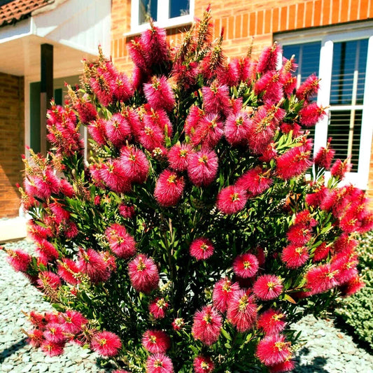 Crimson Bottlebrush Flower Tree Seeds - 50 Pack, Callistemon citrinus, Garden Planting, Vibrant Red Blooms