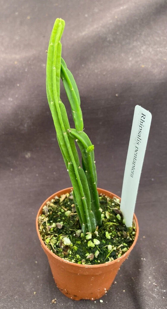 Rhipsalis pentaptera Plant in 2" Pot - Rooted Cactus, Tropical Succulent, Easy Care Houseplant