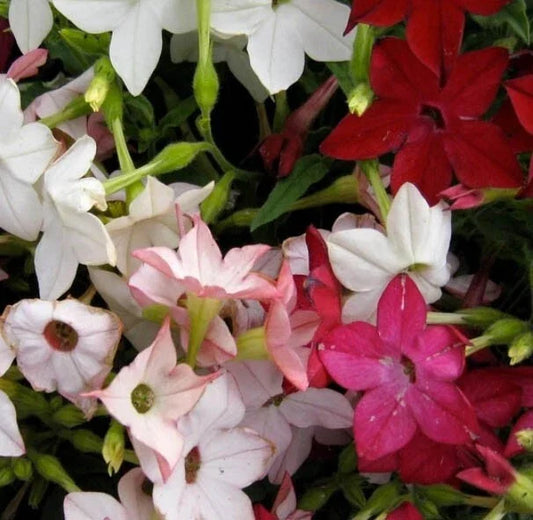 Sensation Tobacco Seeds - 1000 Non-GMO Seeds - Fragrant Flowers Nicotiana - Jasmine Variety - USA Grown