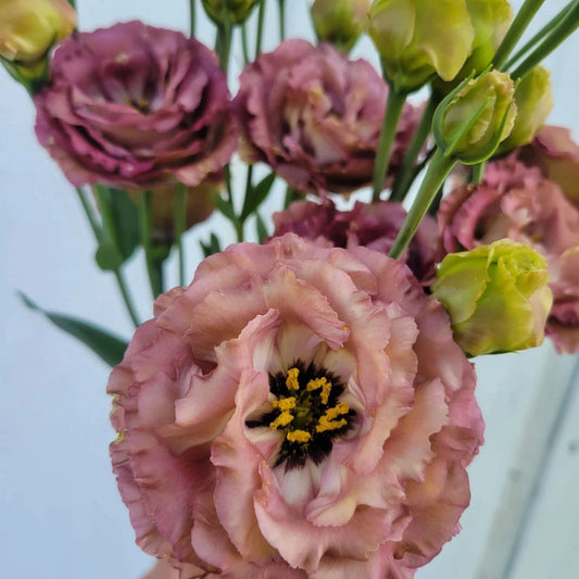 Lisianthus Plug Starter Plant – Rosanne Brown – Live Well-Rooted Seedling – Eustoma grandiflorum
