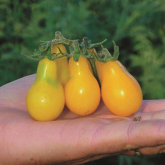 Yellow Pear Tomato Seeds - Heirloom, Organic, NON GMO - 30+ Seeds (Solanum lycopersicum)