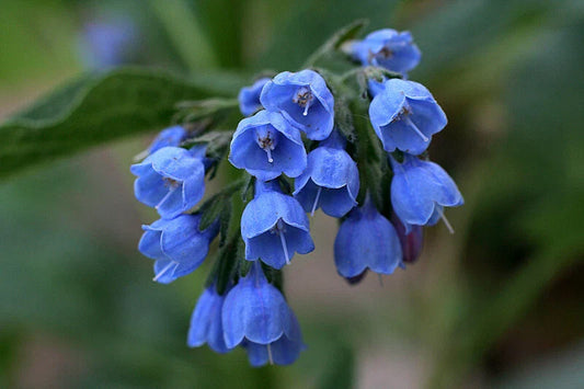 Virginia Bluebells Plants - 2 Shade Loving Perennials for Woodland Gardens - Winter Hardy (Mertensia virginica)