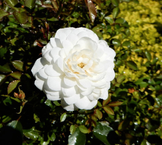 White Dwarf Roses - Perennial Plant - White Blooms - Rosa spp.