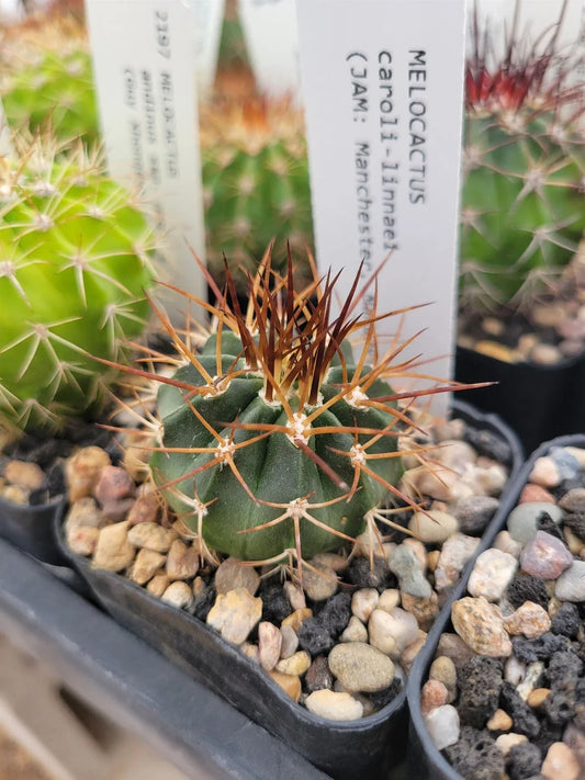 Melocactus caroli-linnaei Cactus - Succulent Plant - Unique Locality Variety - Perfect for Collectors
