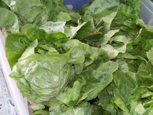 875 Seeds Buttercrunch Lettuce, Non-GMO, Heirloom Variety, Lactuca sativa - GroCo USA, Buy 15 Ships Free