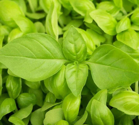 LEMON BASIL SEEDS 300+ Count | Culinary Herb | Ocimum basilicum var. citriodorum | Perfect for Cooking and Garden
