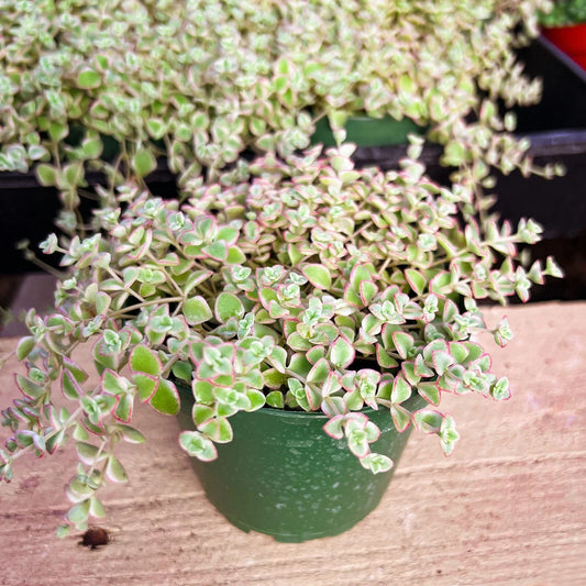 Crassula Sedum 'Little Missy' Succulent Plant in 4 Inch Planter Pot - Fully Rooted Indoor Decor