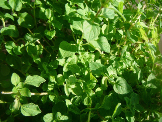 Common Thyme Seeds - 3000 Non-GMO Herb Seeds - Thymus vulgaris - Culinary Garden Planting