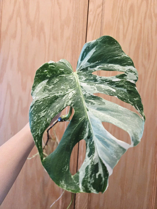 Rooted Monstera Albo Variegated Plant - Monstera Deliciosa Variegata - Houseplant for Indoor Decor