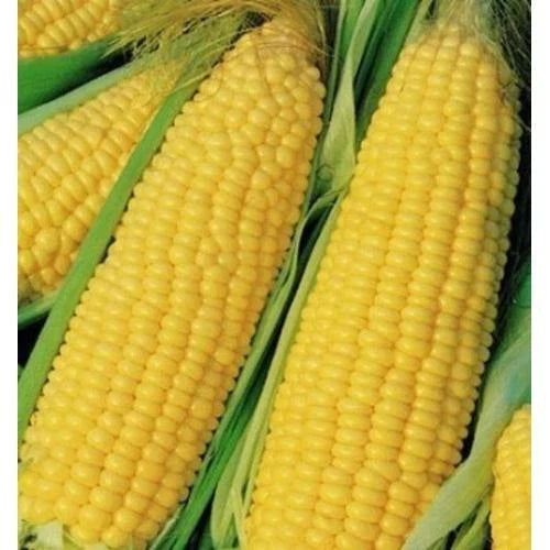 Heirloom Yellow Corn Seeds 25 Ct - Trucker's Favorite NON-GMO Vegetable Garden Seeds (Zea mays)