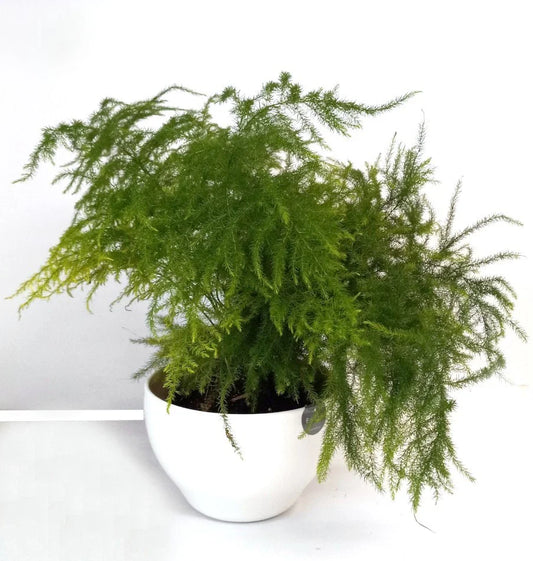 Potted Live Fern Leaf Plumosus House Plant - Exotic Indoor Greenery, Easy Care, Nephrolepis exaltata