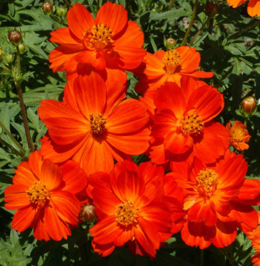 Dwarf Red Cosmos Seeds - 200 Non-GMO Seeds for All Season Blooms - Attracts Butterflies & Bees - Cosmos bipinnatus