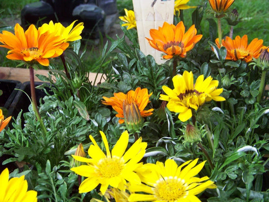 40 Seeds Gazania Sunshine Mix Perennial Flowers - Durable, Colorful Blooms - Ideal for Gardens (Gazania rigens)